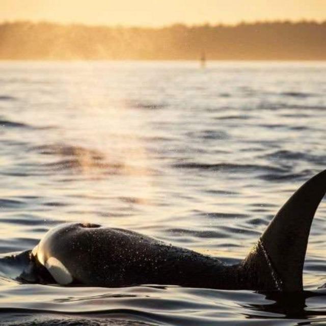 Seattle To San Juan Island Whale Watching