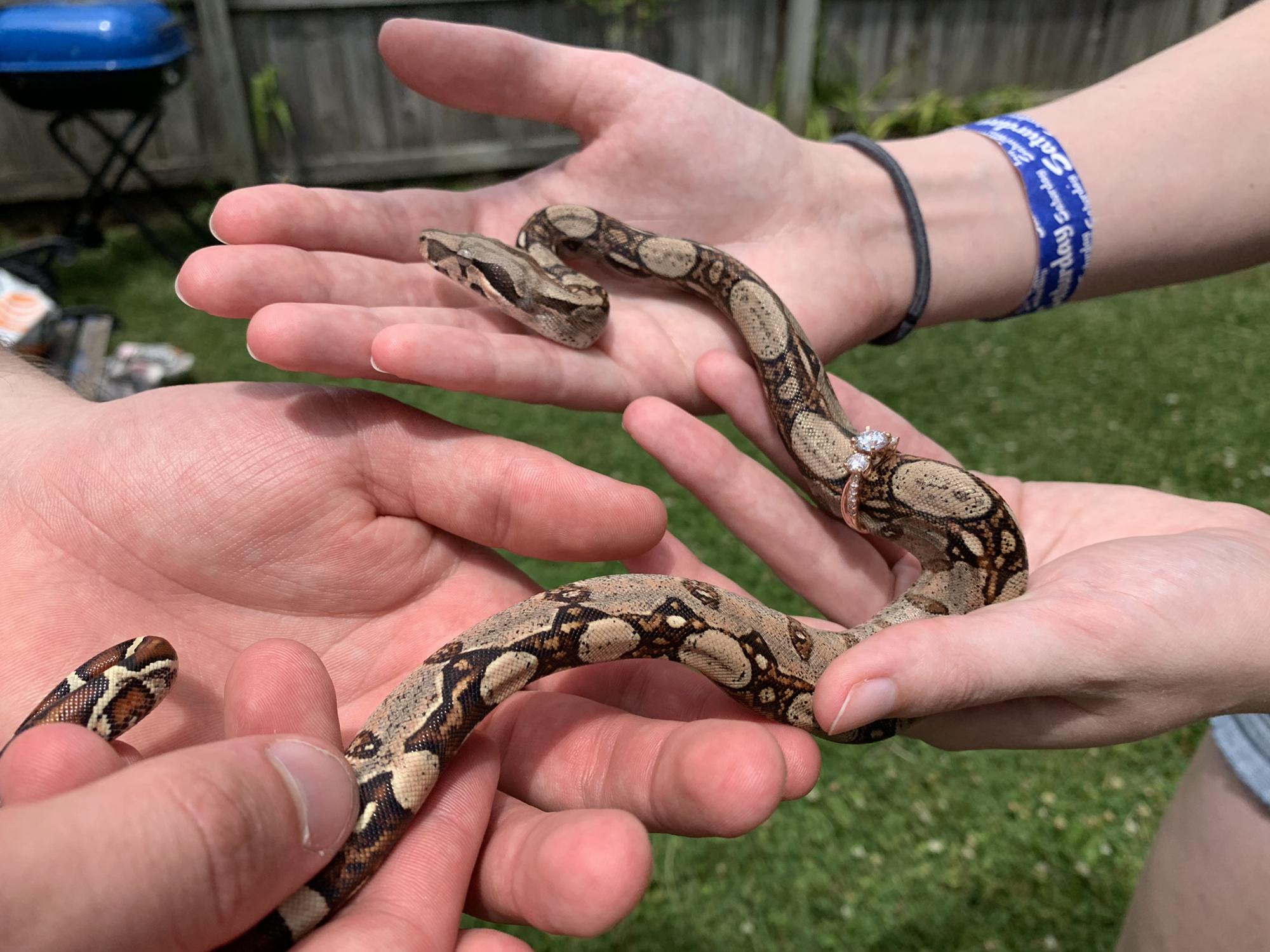 Andrew's proposal with Rosie the boa