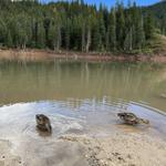 Tibble Fork Reservoir