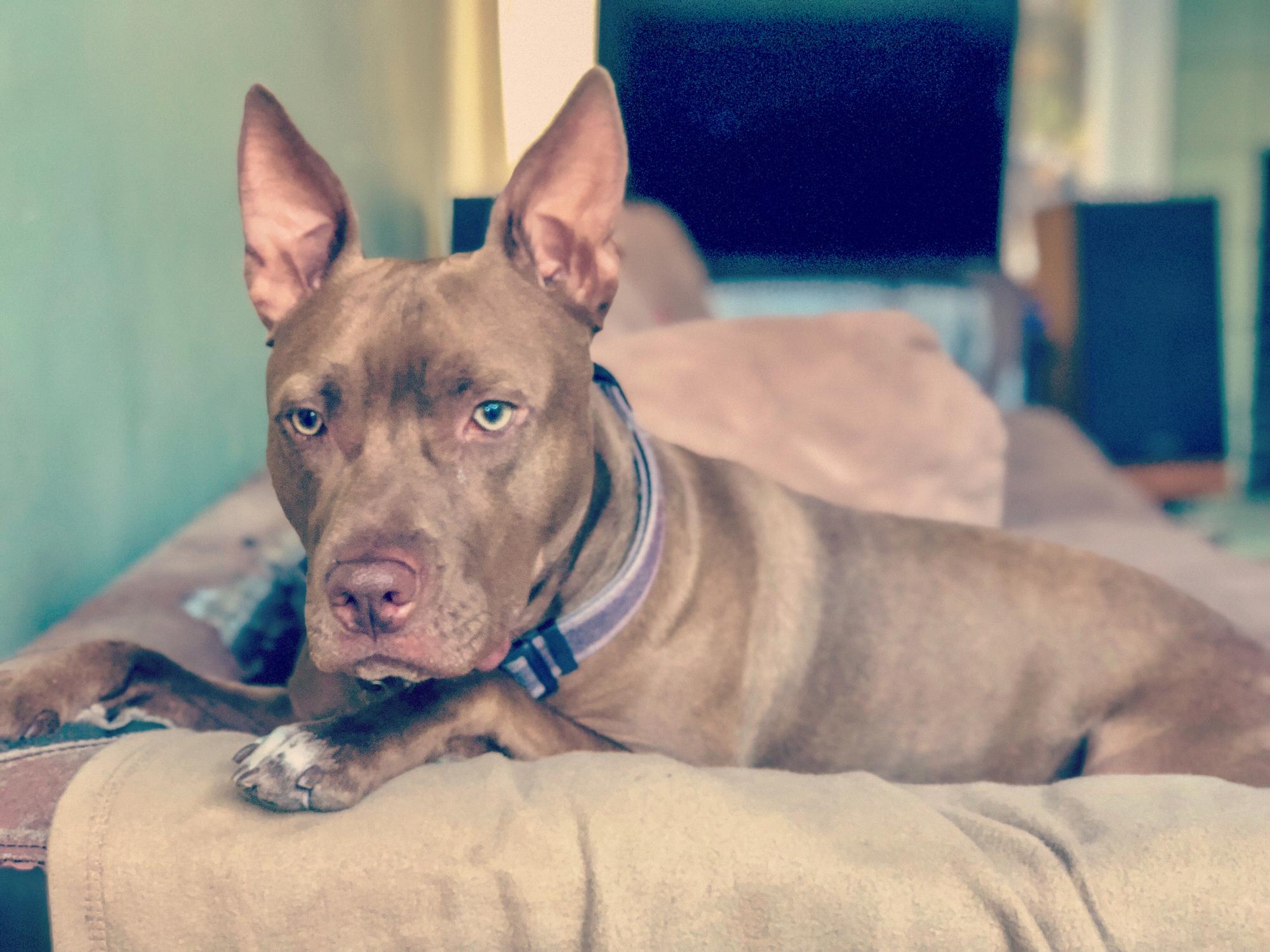 Our fur baby