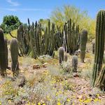 Arizona-Sonora Desert Museum