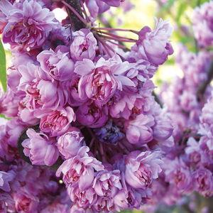 Pom Pom Redbud