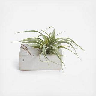 Block Planter with Air Plant