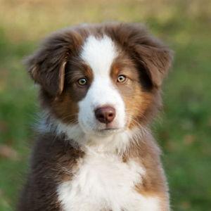 Claire's New Puppy Fund - Venmo Option