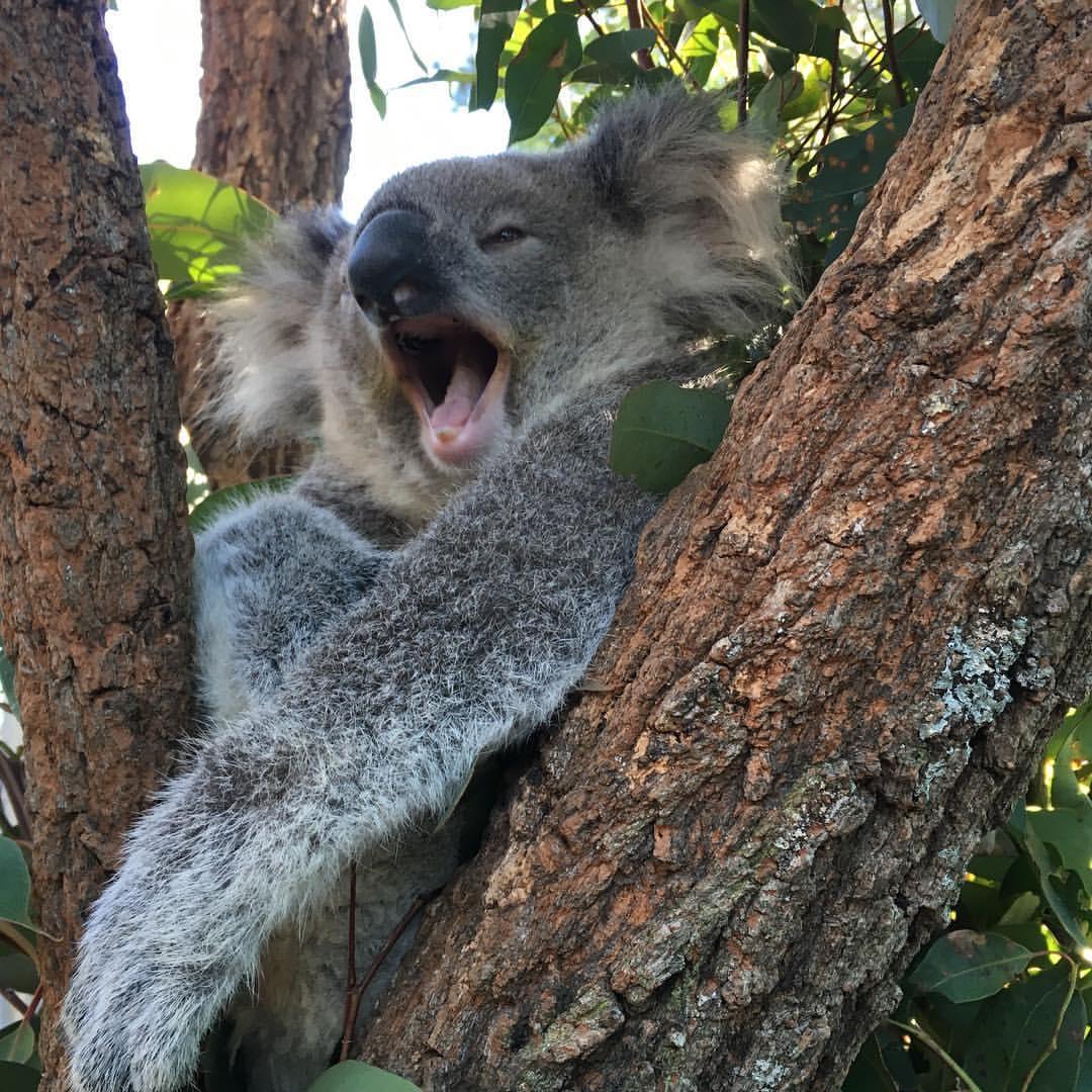 Koala yawns in Australia!