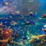 National Aquarium