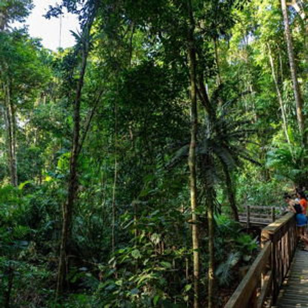 Rainforest Tour in Port Douglas