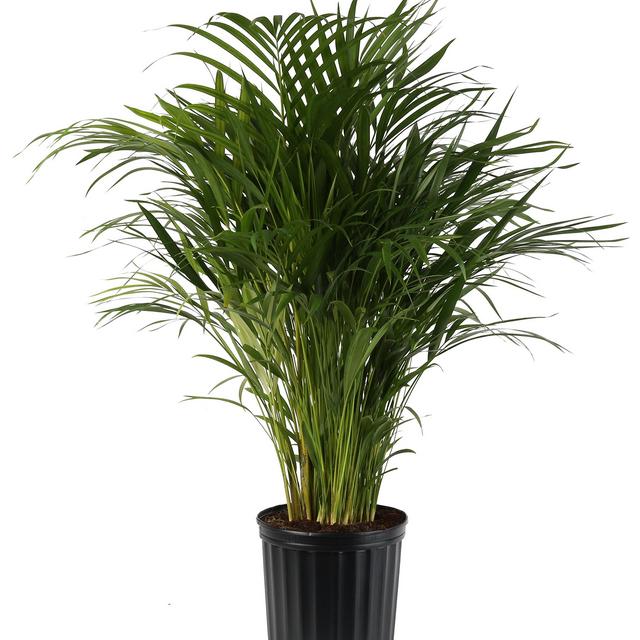 Costa Farms Areca Butterfly Palm Tree, Live Indoor Plant, 3 to 4-Feet Tall, Ships in Grow Pot, Fresh From Our Farm, Excellent Gift