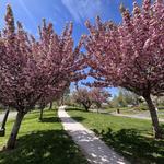 Historic Dogwoods Trails