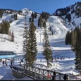 Snowbird