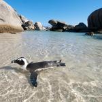 Boulders Beach