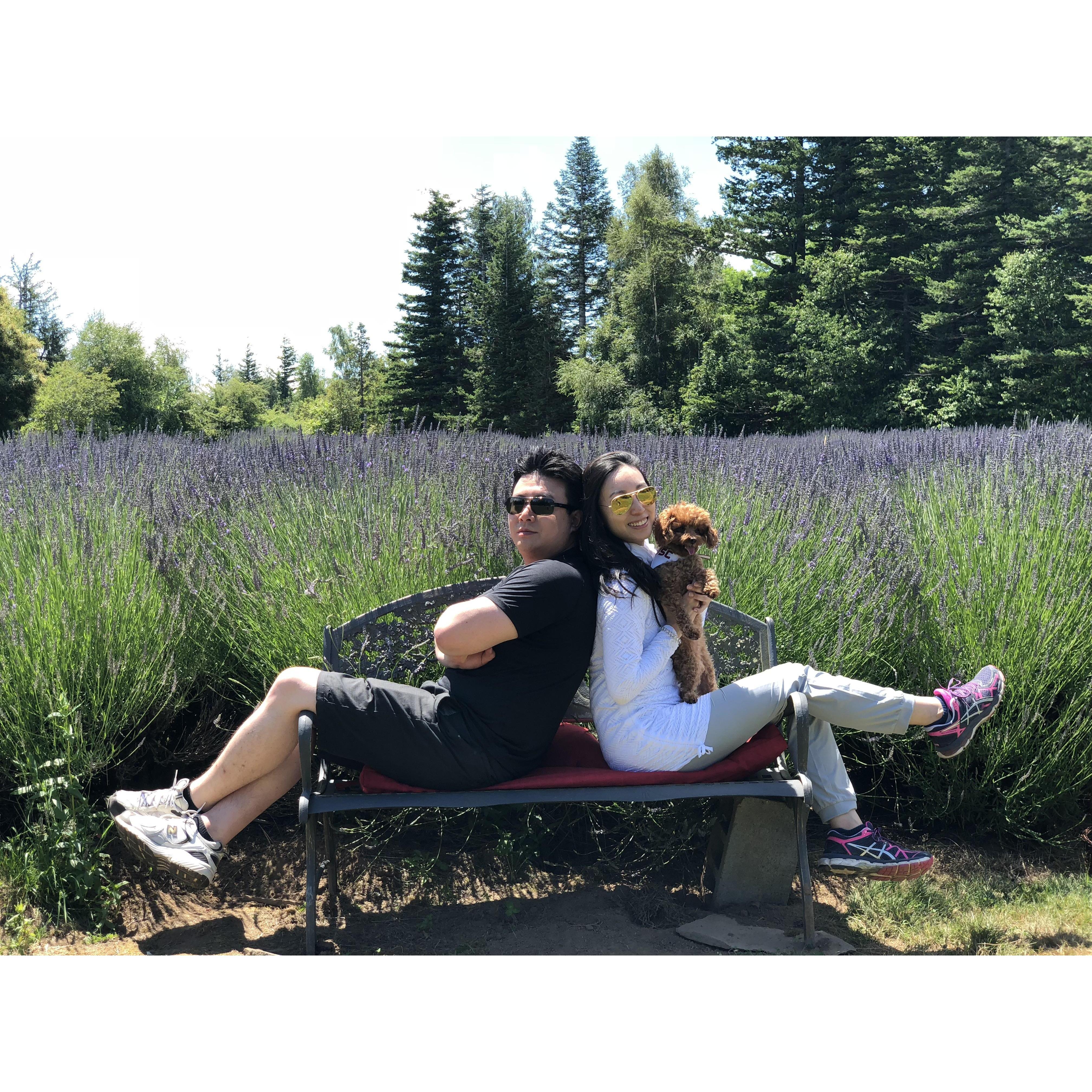 Portland Lavender Farm