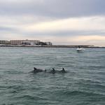 Destin's Original Sea Blaster