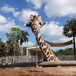 Naples Zoo at Caribbean Gardens