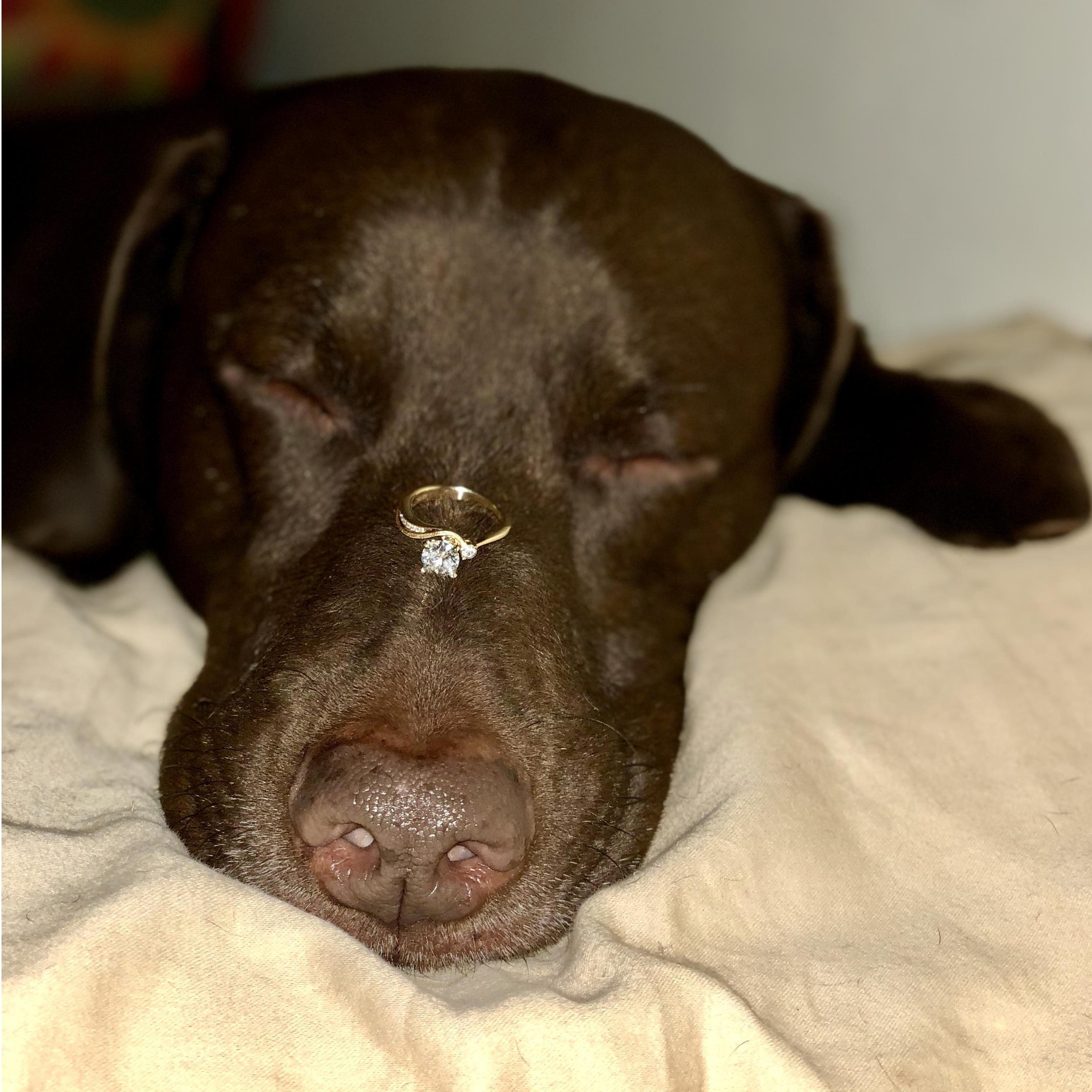 Little known fact: we are slightly obsessed with our perfect dog :P