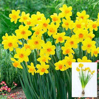 Jonquilla Daffodil Bulbs