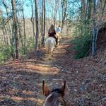 Horseback riding in the Nantahala National Forest