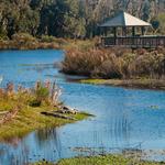 Paynes Prairie Preserve State Park