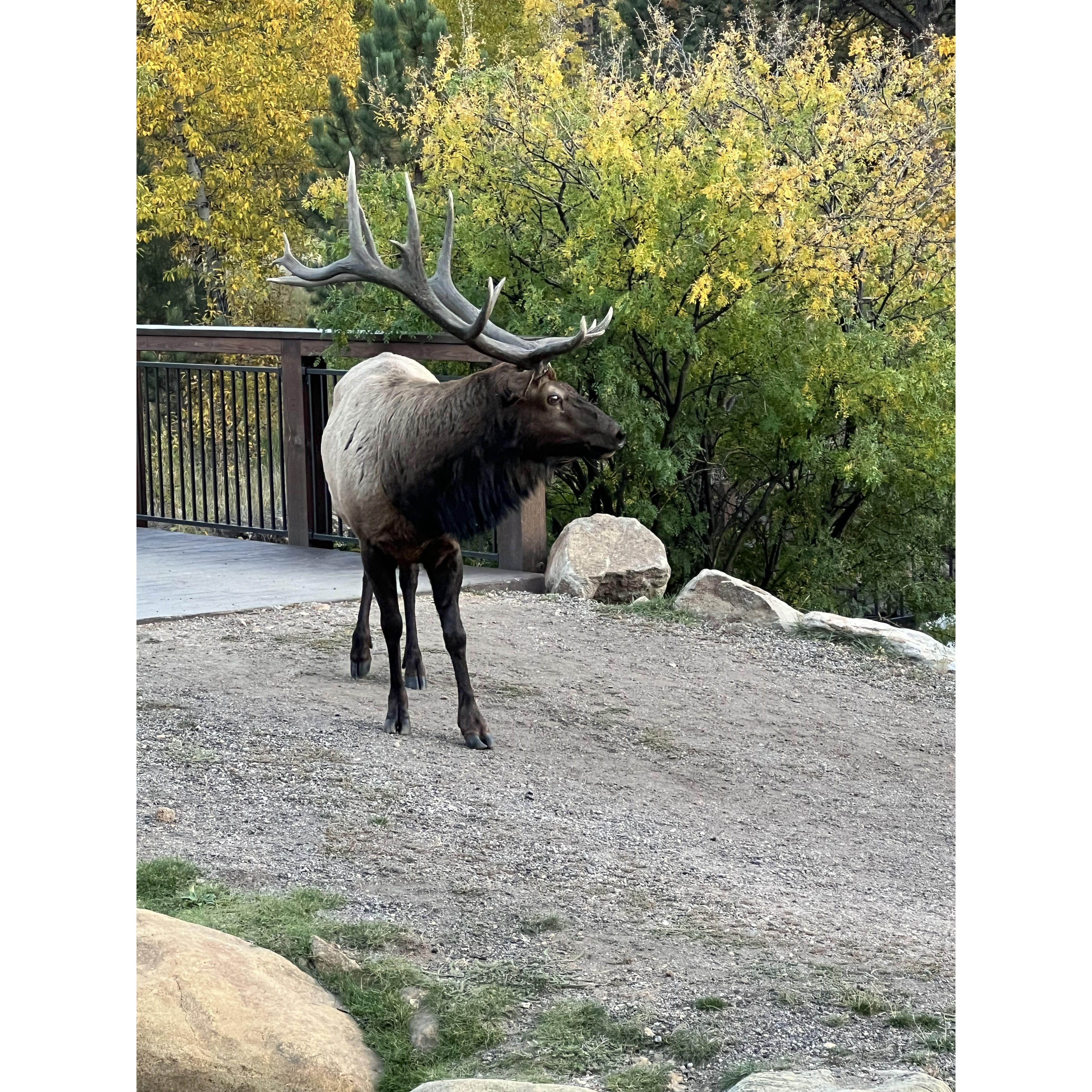 The elk’s grand entrance.