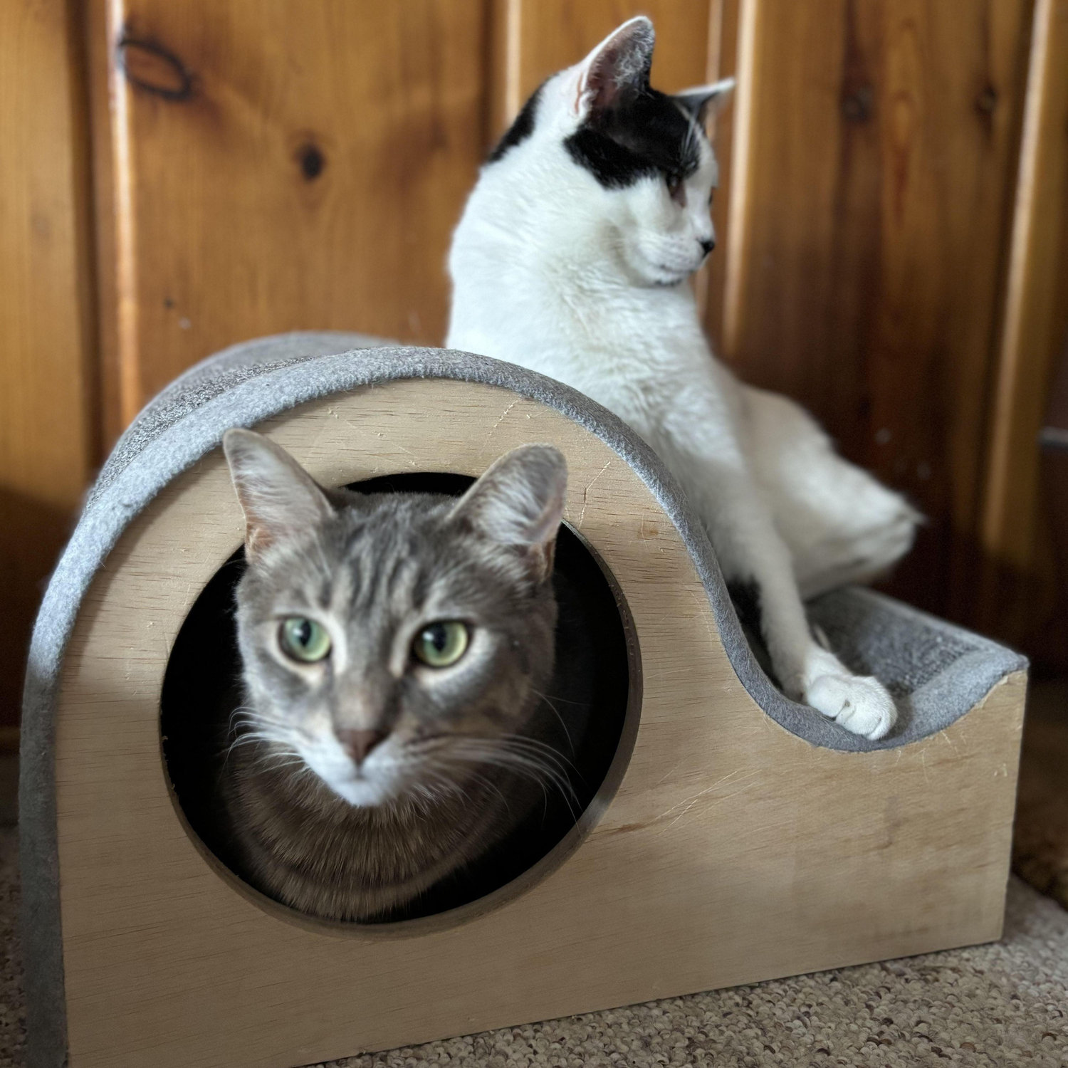 Our two girls! Pickle (Grey) and Butter (Black and White)