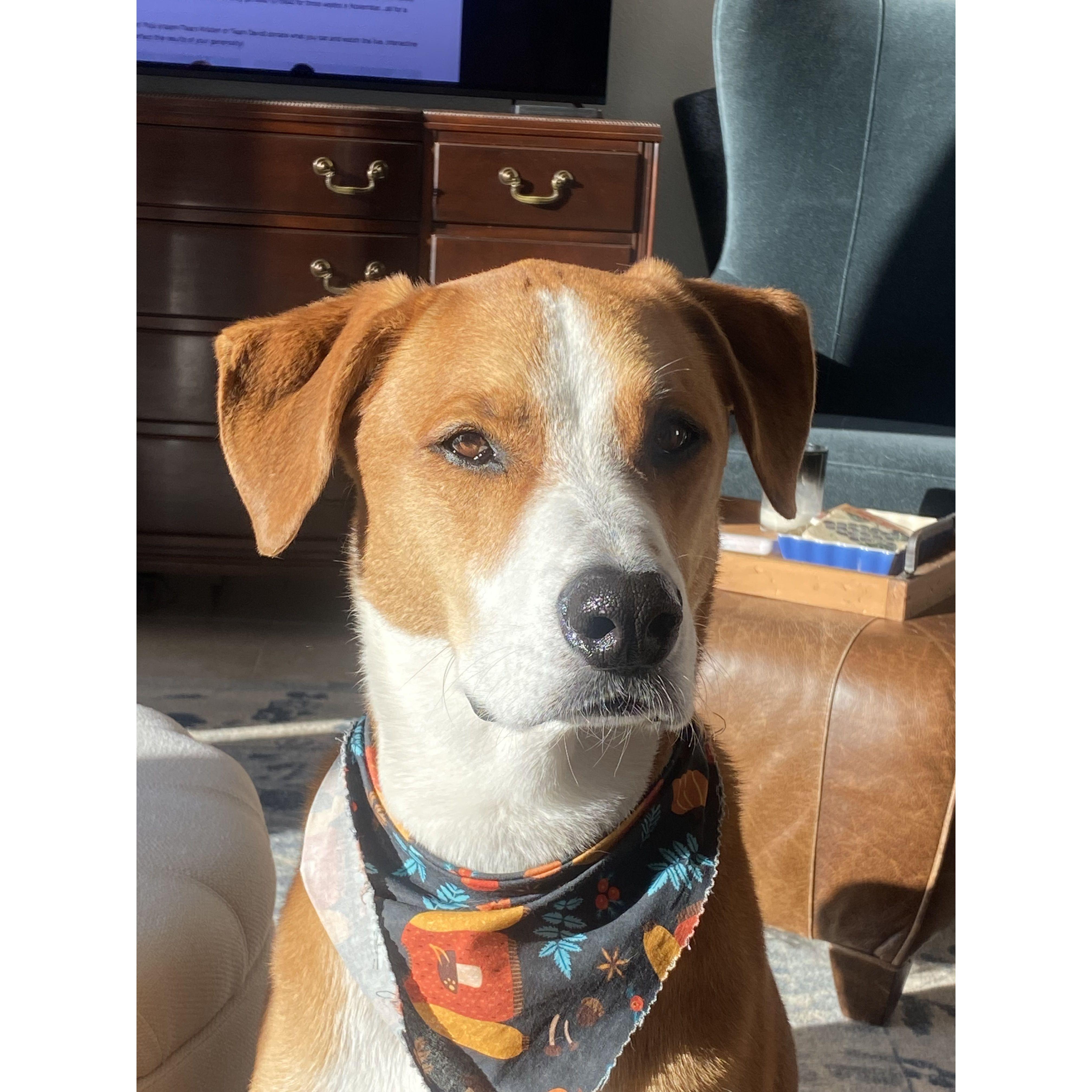 Our dog, Nugget