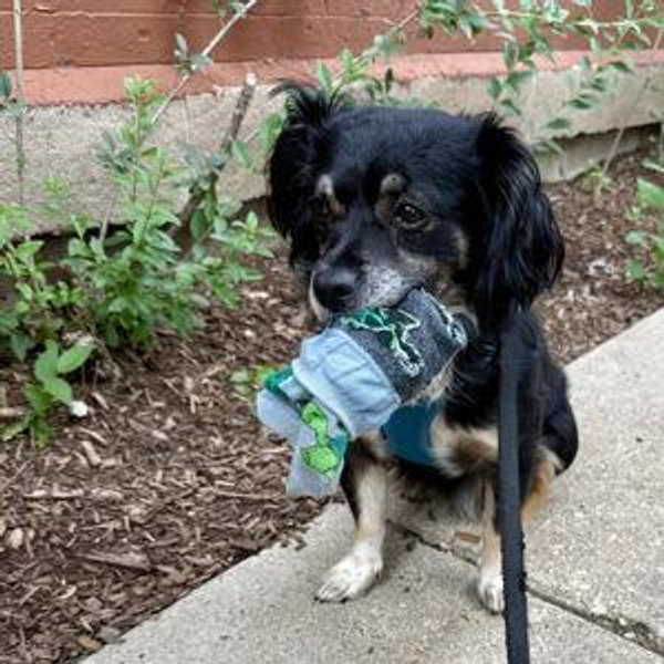 PAWS Chicago Donation Fund
