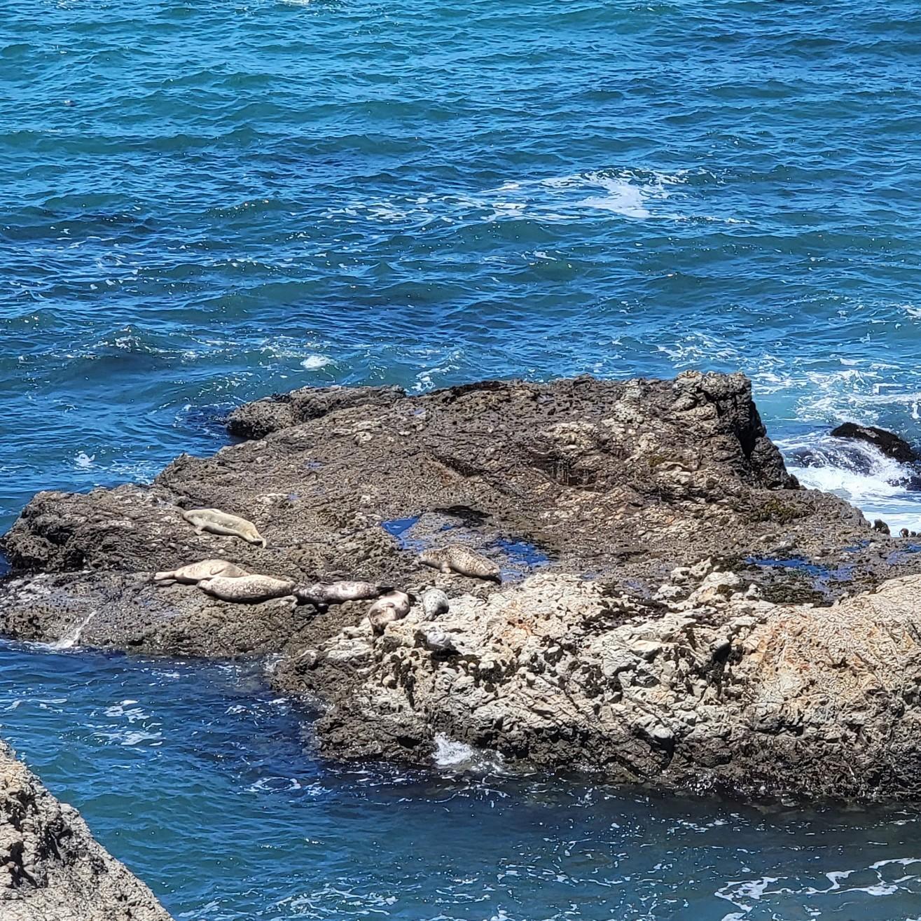 Seal sunbathing by Point Arena Lighthouse