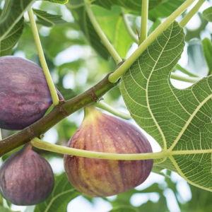 Fig Tree