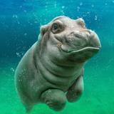 San Diego Zoo