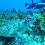 Akumal Bay: Swimming with Turtles