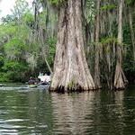 Lake Dora canal eco tour