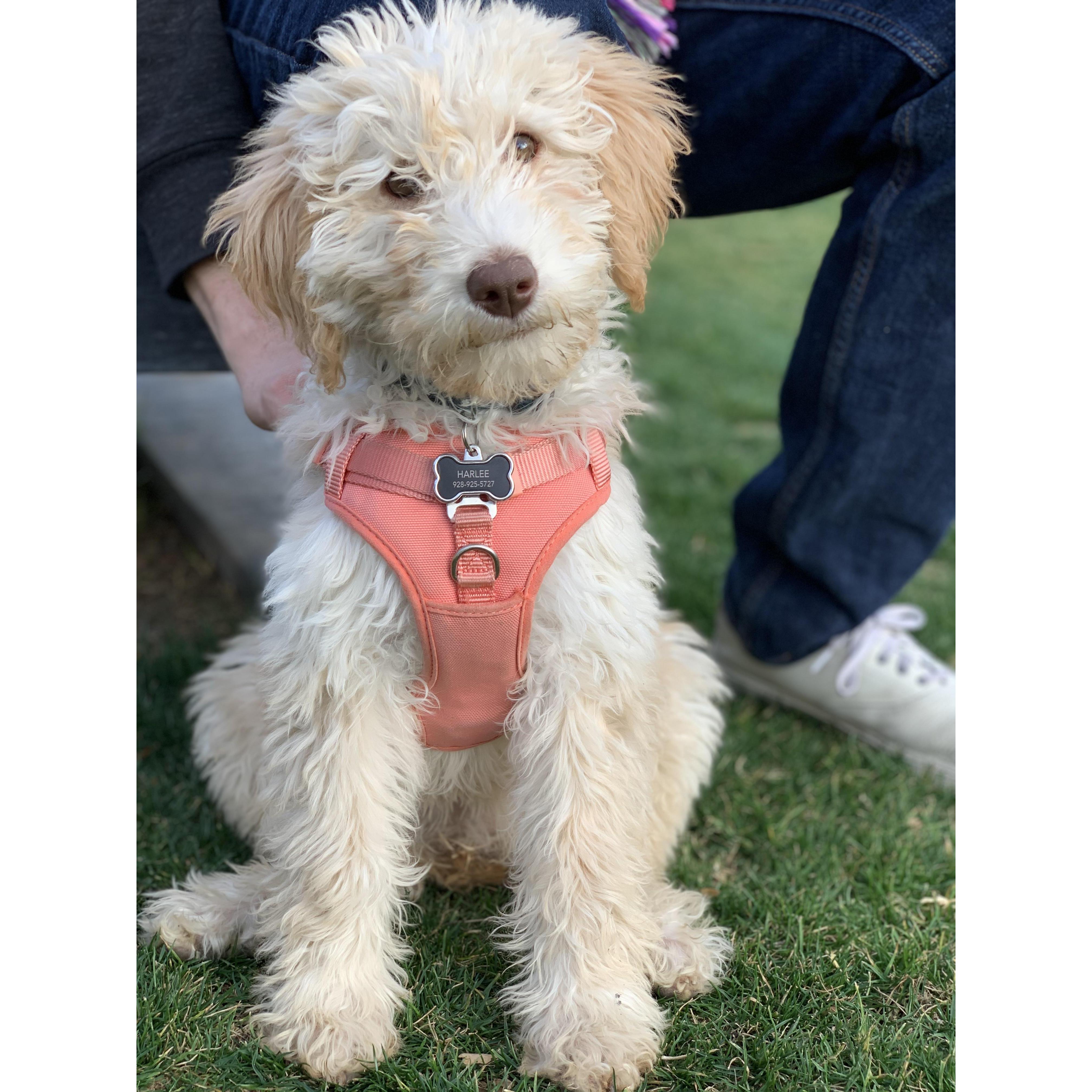 We adopted Harlee on January 7th, 2021