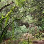 Redwood Regional Park