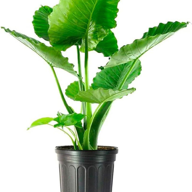 American Plant Exchange Alocasia Elephant Ear California XL Live Plant, 3 Gallon, Green