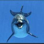 Dolphin Habitat