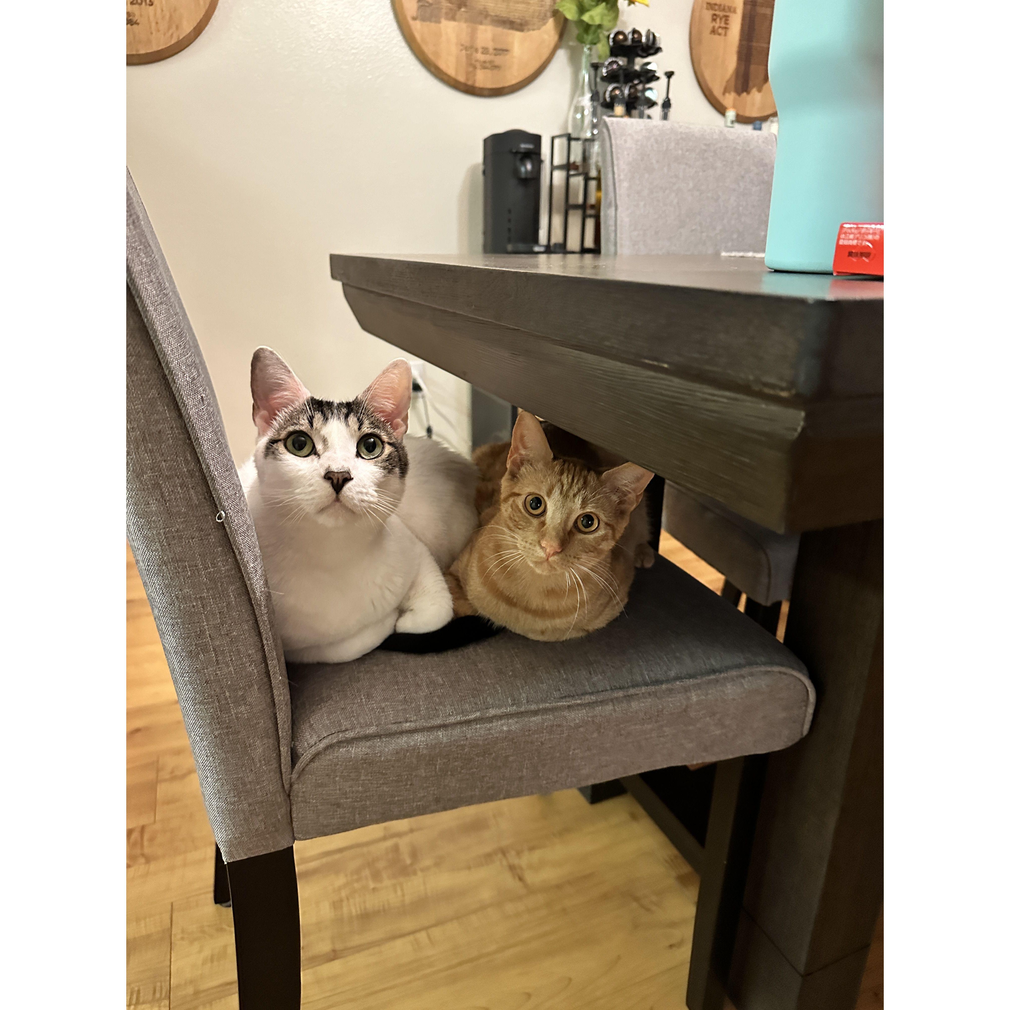 Liz and Nick's cats otherwise known as Moose and Obi-Wan... also known as our "sons"