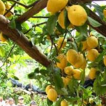 Lemon Tour Experience