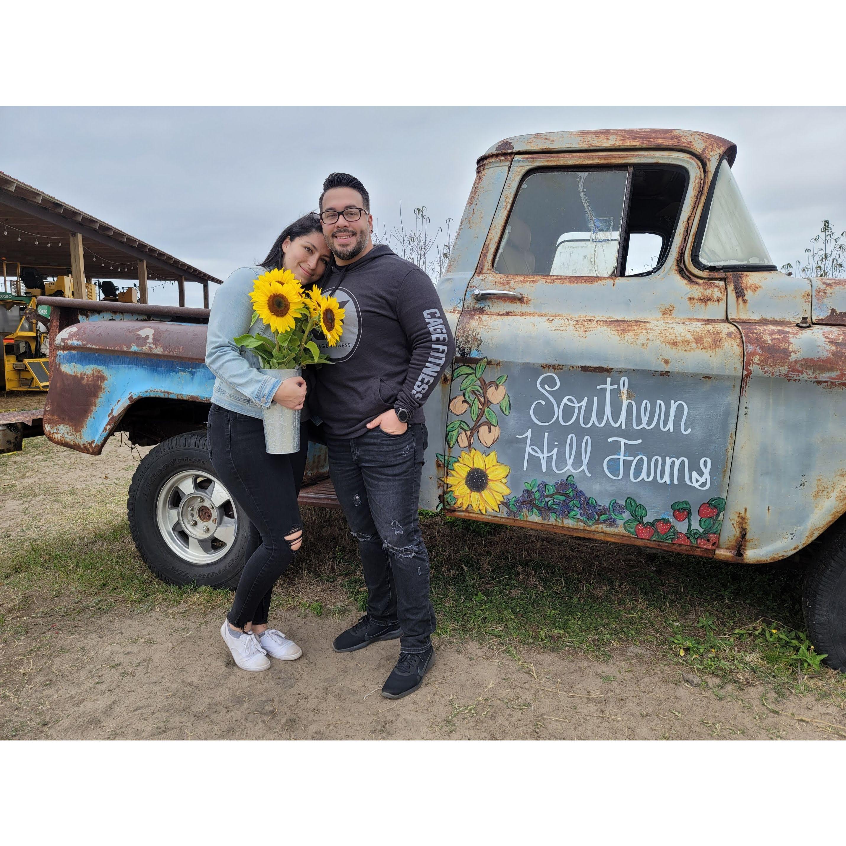 On a date in Clermont Florida picking sunflowers