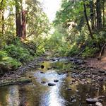 The Forest of Nisene Marks State Park