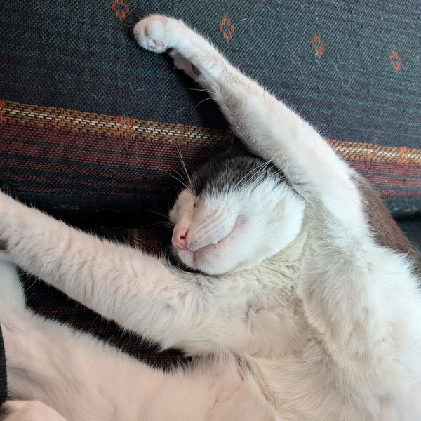 Help Pepito Get a Sibling Fund