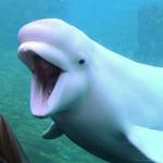 Mystic Aquarium