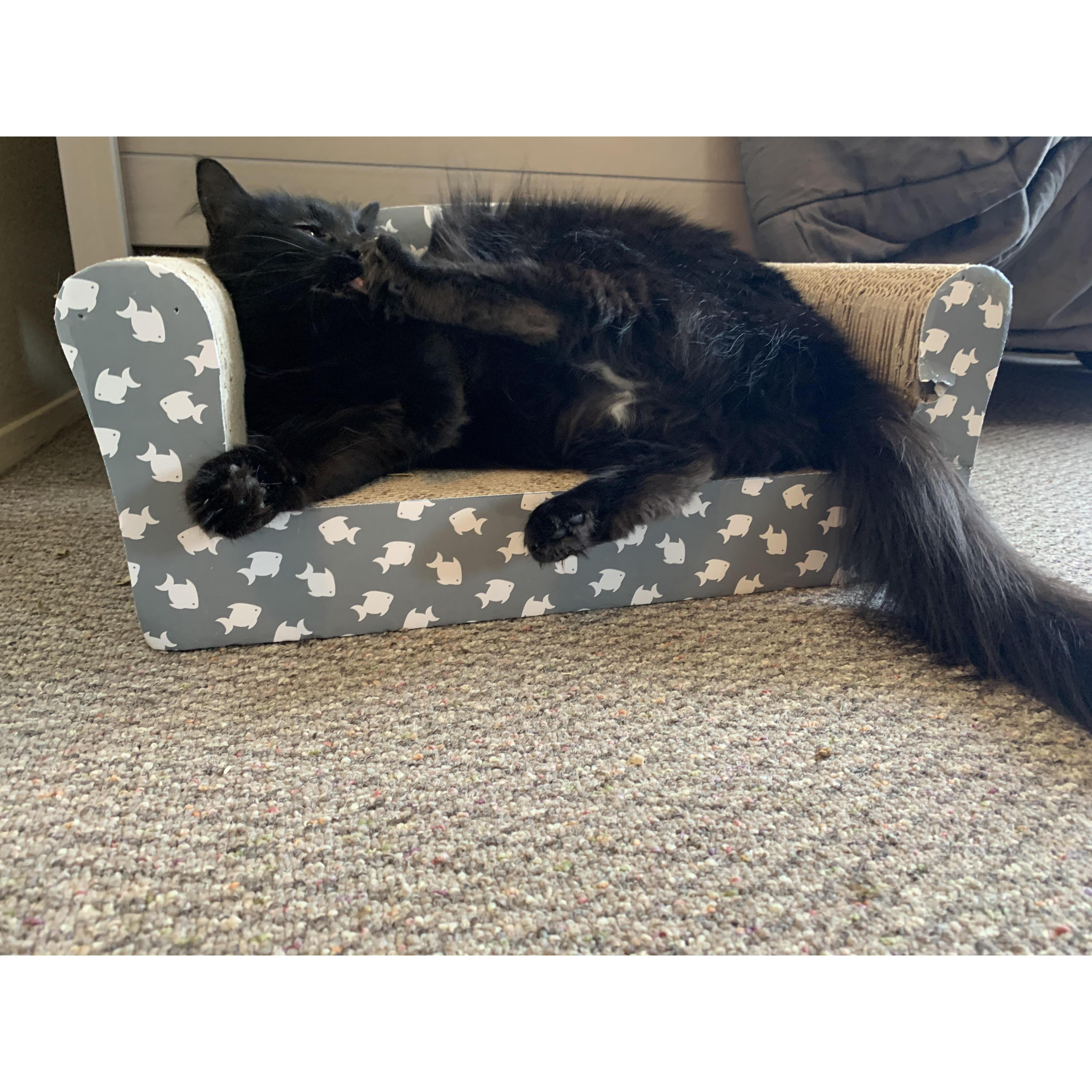 Lynx lounging.