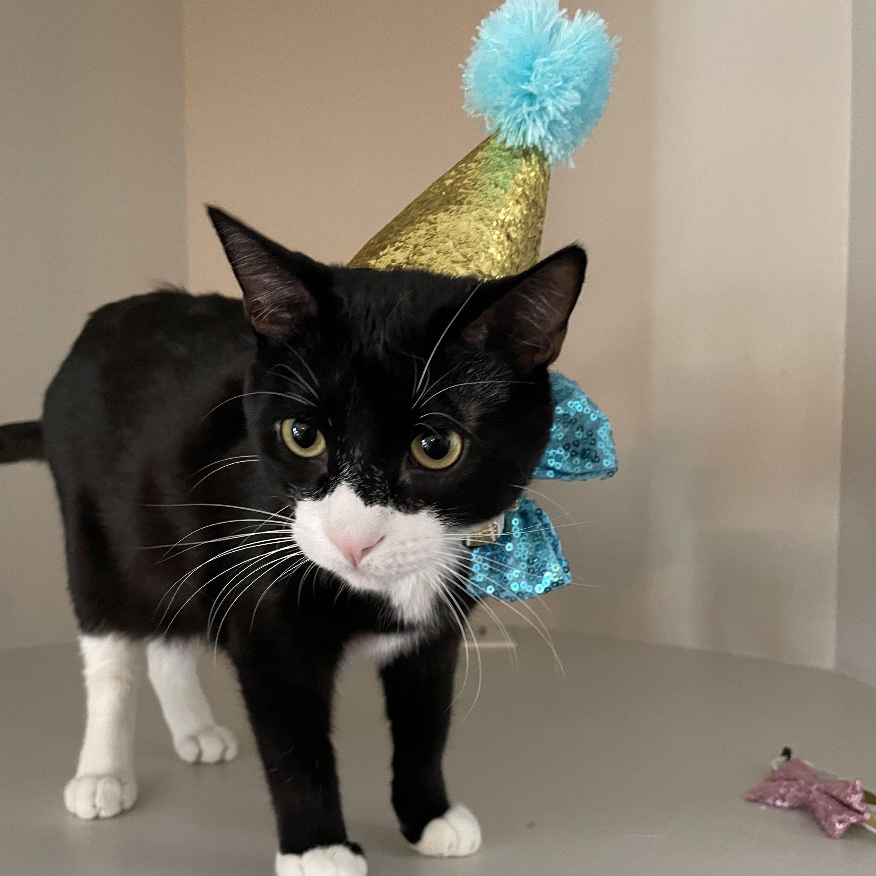 Party boy Pixel