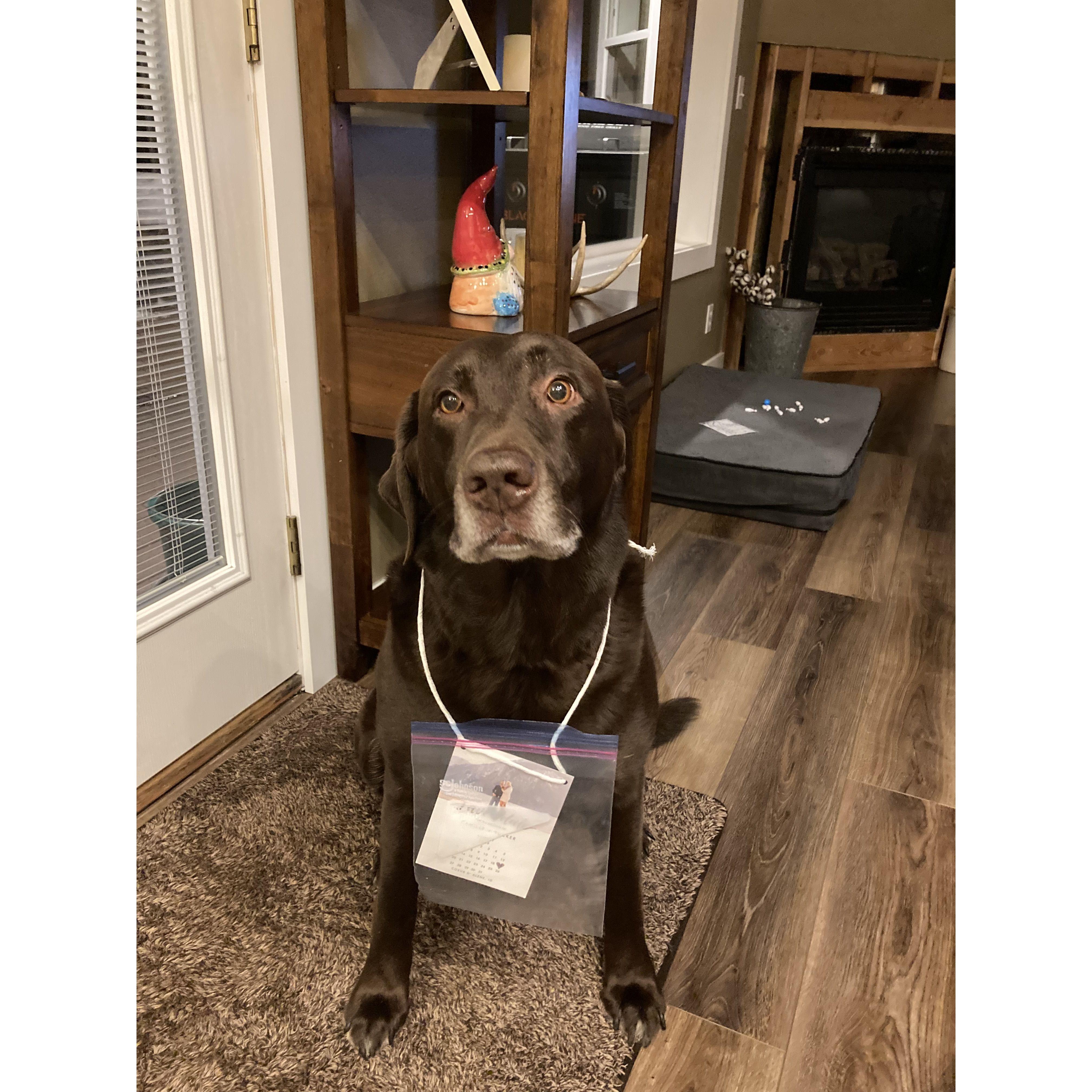 Marshall, the cutest save the date delivery dog