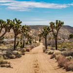 Joshua Tree National Park