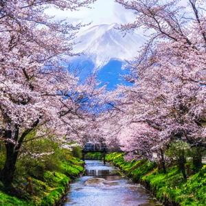 Japan Honeymoon Fund