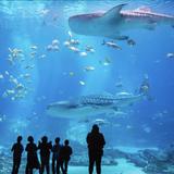 Georgia Aquarium