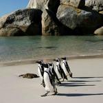 Boulders Beach