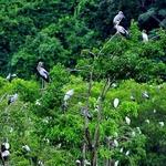 Bang Lang Stork Sanctuary
