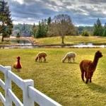 DO: Krystal Acres Alpaca Farm